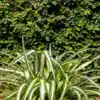 summer flower seeds Ferry-Morse 1 lbs. Hot, Dry Annual Mix Bulk Wildflower Seeds main image 0