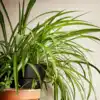 bamboo plants for indoors Dracaena 'Lucky Bamboo' | Indoor Plant | Tropical Plant | Potted Plant