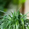 8 benefits of keeping a spider plant in your bedroom | EconomicTimes