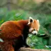 8 unique wild animals you can spot in India