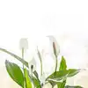 8 surprising benefits of a peace lily in your bedroom | EconomicTimes