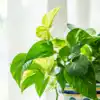 8 surprising benefits of a money plant in your bedroom