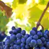 ​​8 amazing health benefits of black grapes you need to know​