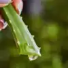 8 reasons aloe vera Is the best remedy for dry skin