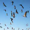 8 best places for birdwatching in India