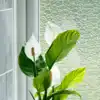 philodendron neon cordatum Philodendron Cordatum Neon ( Neon Heart Leaf) – In Succulent Love