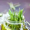 ​8 amazing benefits of rosemary oil for hair growth
