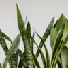 8 indoor plants that live for 20 years or more
