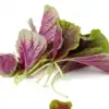 8 amazing health benefits of adding amaranth leaves to your diet