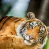 ​8 most intelligent animals found in India