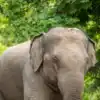 Asian Elephant