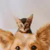 8 cutest animals in the world that will melt your heart