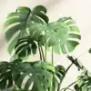 Why you should keep a monstera plant in your living room