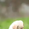 8 fun activities to keep your Labrador Retriever healthy and happy