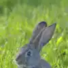 ​8 animals believed to attract luck and prosperity