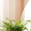 8 reasons to decorate your living room with an areca palm