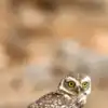8 best bird sanctuaries in India to spot owls