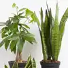 pot plant stand indoor Shop Handcrafted Large Modern Wood Plant Stand