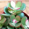 7 Indoor Plants That Attract Wealth As Per Feng Shui | EconomicTimes