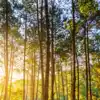 best camping destinations in India for nature lovers
