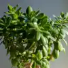 8 benefits of hanging a jade plant on your window | EconomicTimes