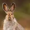 8 animals that change colour with the seasons