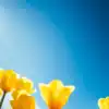 8 beautiful Spring flowers that bloom in March