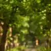 8 best National parks to spot deers in India this March