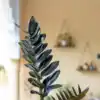 8 benefits of placing a ZZ plant on your dining table | EconomicTimes