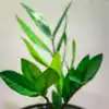 spider indoor plant Spider Plant Reverse 'Chlorophytum comosum' Potted Indoor Plant main image 1
