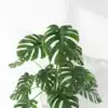 8 reasons to keep a monstera plant on your office desk