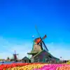9 magical flower fields that look straight out of a dream