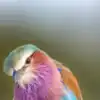 ​8 vibrant animals that look like walking rainbows