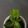 Easy to grow