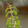 9 powerful benefits of keeping a Tulsi plant at home