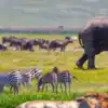 Top national parks for animal sightings in every continent