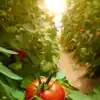 ​8 edible plants to start your home garden