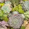 8 beginner-friendly succulents that survive Indian summers | EconomicTimes