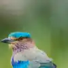 8 birds with the most spectacular feathers