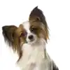 ​8 dog breeds that adapt well to Indian weather​