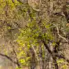 Bandhavgarh National Park