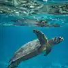 Aquatic Animal Day: discover 8 fascinating underwater creatures