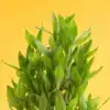 mint monstera deliciosa Monstera Deliciosa Mint Variegated – Tropical Houseplant