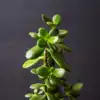 8 surprising benefits of keeping a jade plant in your balcony