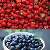 8 fruits that are great for your kidneys