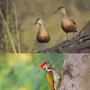 8 exotic birds to spot in Keoladeo National Park this summer