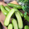 Cucumber