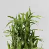 8 reasons lucky bamboo at your boorstep brings good vibes and fortune