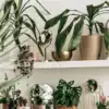 ​8 flowering plants you can easily grow indoors​