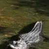 Saltwater Crocodile